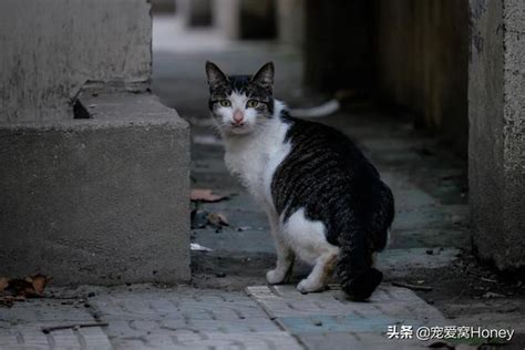 流浪貓進家裡|請問有什麼辦法可以【驅離】流浪貓